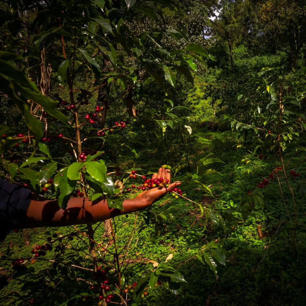 Café KSF Goma Forest Bio - KG - 2