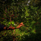 Café KSF Goma Forest Bio - KG - 2