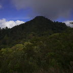 Café Los Pinos - KG - 2