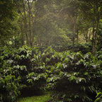 Café The Forest Bio - KG - 2