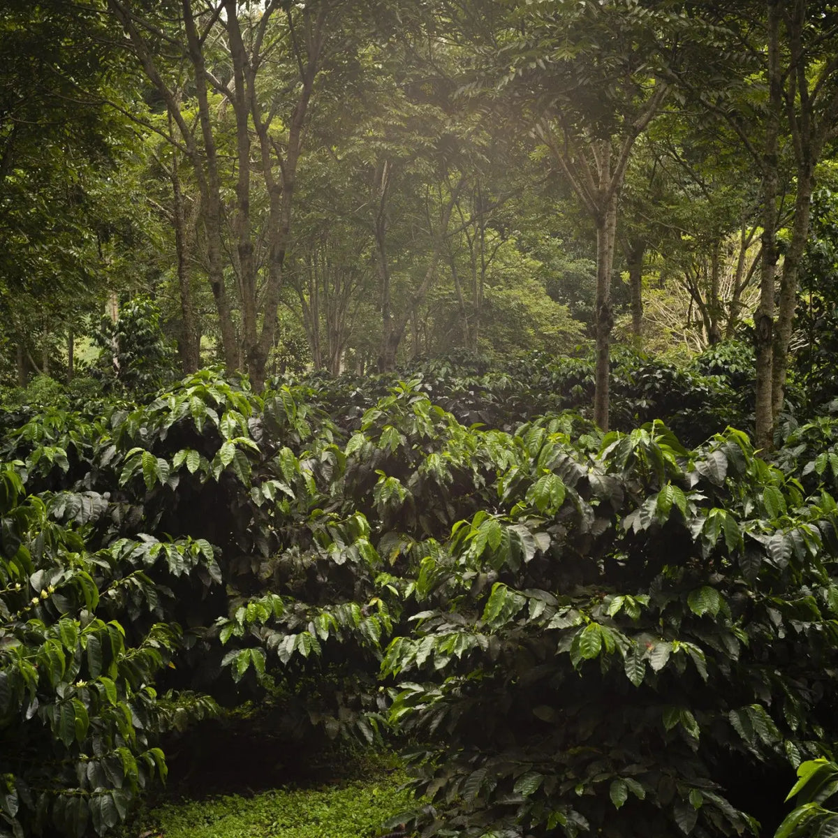 Café The Forest Bio - KG - 2